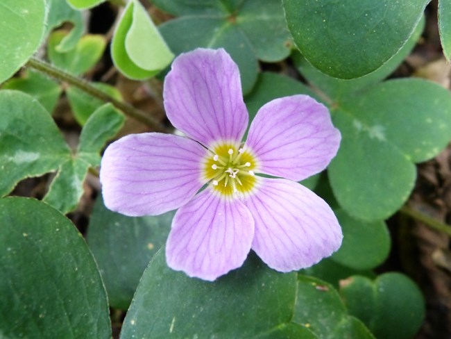 Pink flower with five rounded petals and a yellow center.