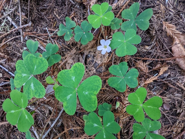 One or two dozen clusters of three bright green, heart-shaped leafletsand a lone light pink flower growing among fallen, browned redwood needles.