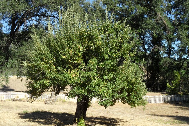 Once nearly dead, this tree made a remarkable comeback through restorative pruning. Once nearly dead, this tree made a remarkable comeback through restorative pruning.