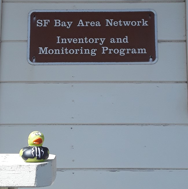 Duck mascot Stylized rubber duck with wide eyes, long eyelashes, a parted orange bill, and a black suit and tie sits on a railing. Behind it, a sign reads "SF Bay Area Network Inventory and Monitoring Program."
