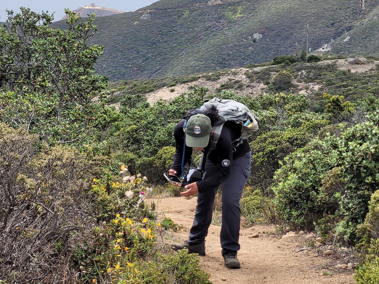Taking a photo for CalFlora Person in hiking gear on a trail, leaning down to take a photo with a cell phone camera.