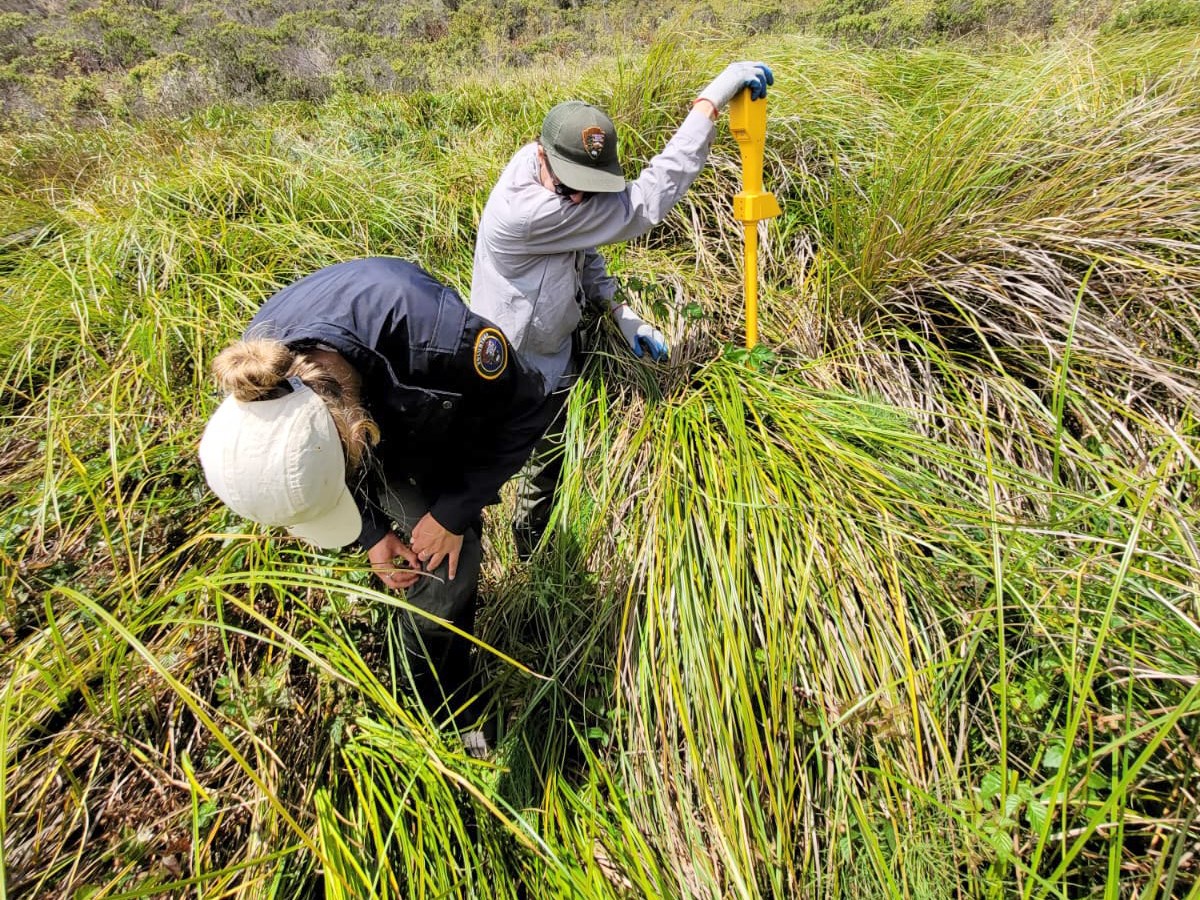 Searching for the plot center. Two people look down through dense bunches of tall sedges. One holds a tall yellow electronic device.