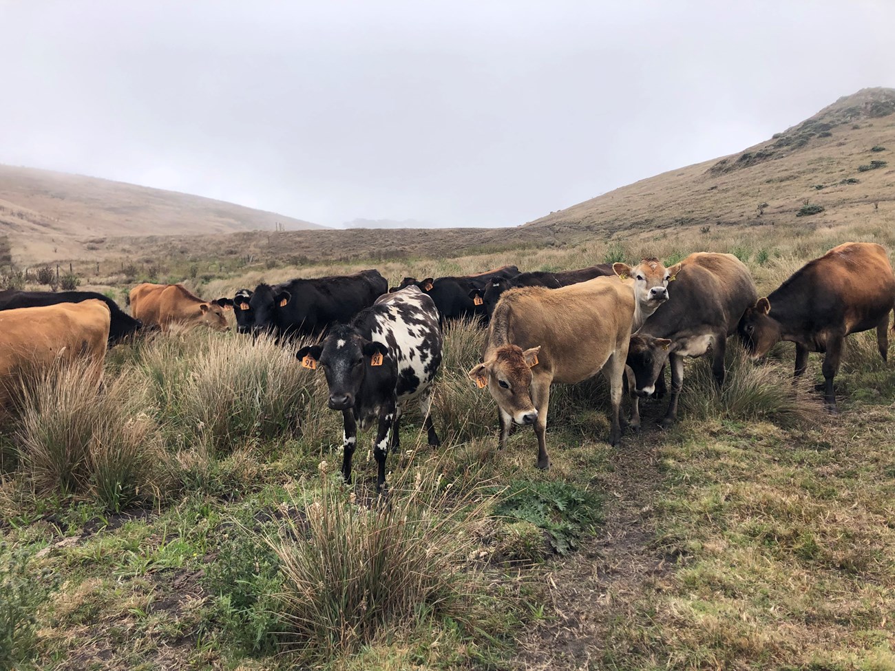 About a dozen cows in various shades of brown, black, and white, some pointing their noses curiously towards the photographer.