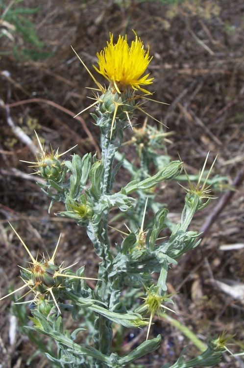 Plant with long spines emerging from below a bright yellow flower.