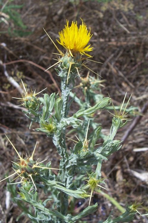 Yellow star thistle Plant with long spines emerging from below a bright yellow flower.