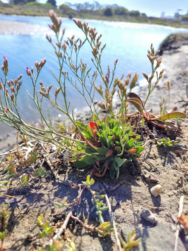 Algerian sea lavender Plant with lots of stems topped with small purple flowers, emerging from a rosette of leaves on a sandy bank.