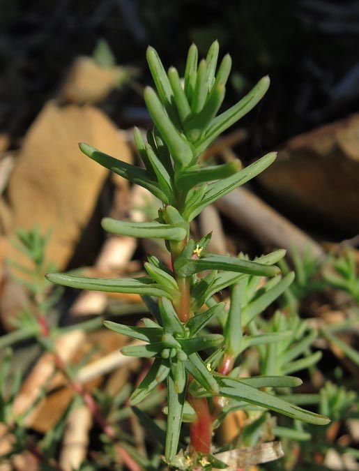 Oppositeleaf Russian thistle Plant with a reddish stem surrounded by narrow, fleshy green leaves.