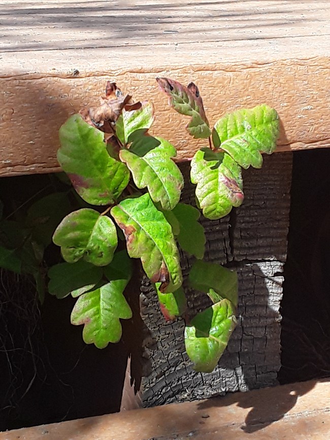 Lobed, shiny green 'leaves of three' emerge from beneath the edge of a deck.