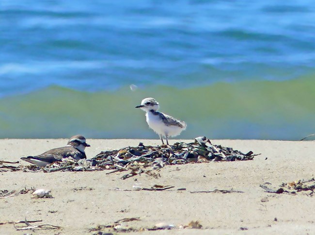 Two birds on a beach.