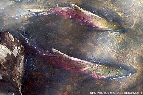 salmon Two green-backed, red-sided fish swim in a shallow creek.