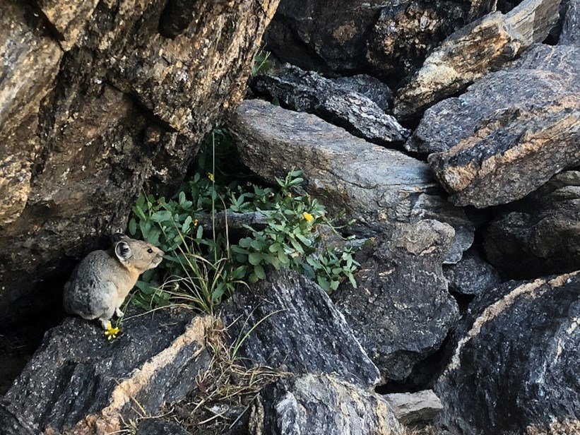 A view with large rocks/small boulders, some plants and yellow flowers, and a small mammal (a pika). The pika has round ears and fur that is gray and tannish-brown. A view with large rocks/small boulders, some plants and yellow flowers, and a small mammal (a pika). The pika has round ears and fur that is gray and tannish-brown.