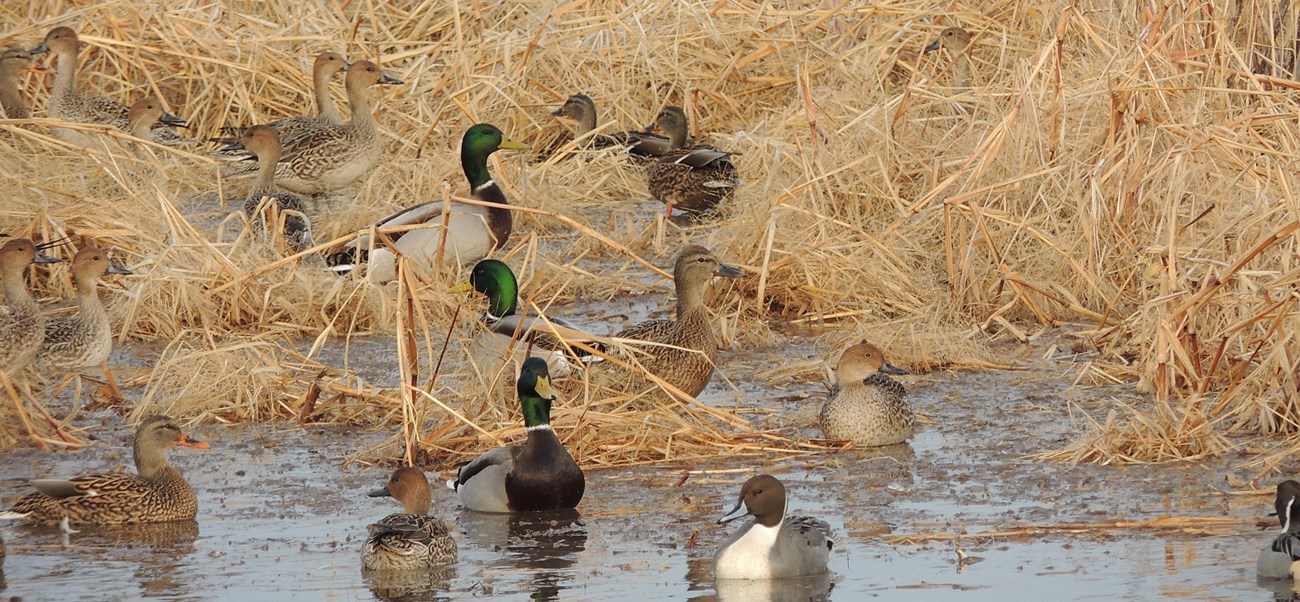 pintails_mallards_croppedsmall_BettyWhetzel Ducks in water