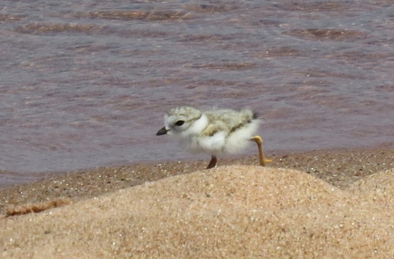 Small juvenile grey and black bird running along edge of sand beach and water.