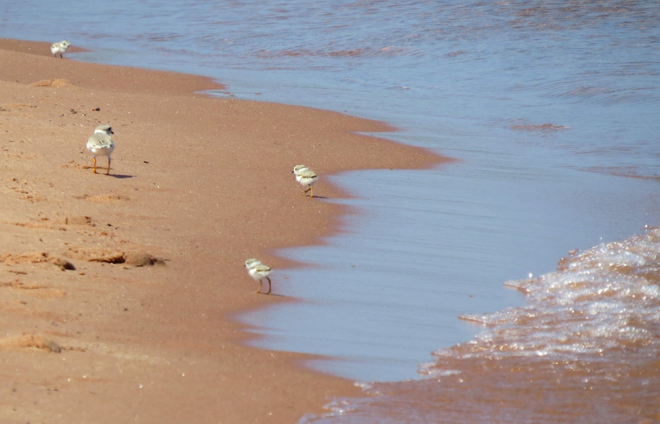 Four small grey and black birds walking along edge of sand beach and water.