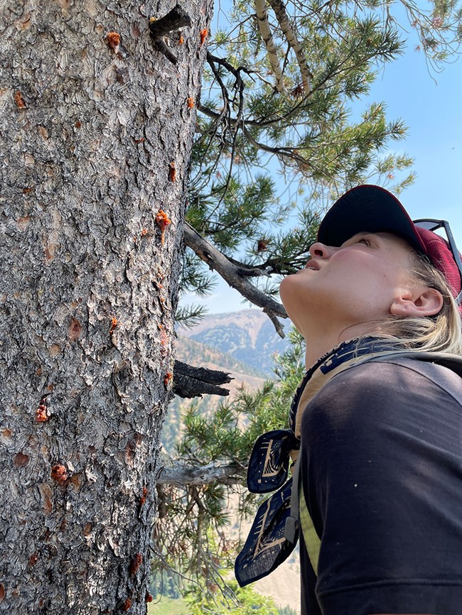 mountain pine beetle pitch tubes Technician gazes up the bole of a tree studded with round, reddish sap blobs.