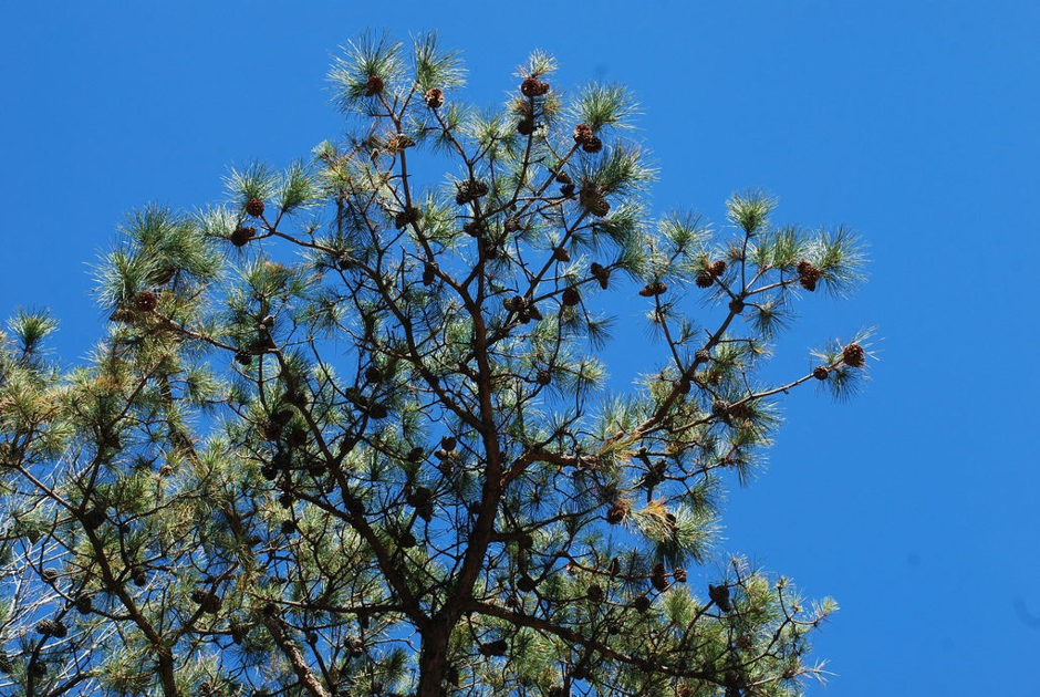 Branches covered in pine needles and pinecones are seen from below against a blue sky.