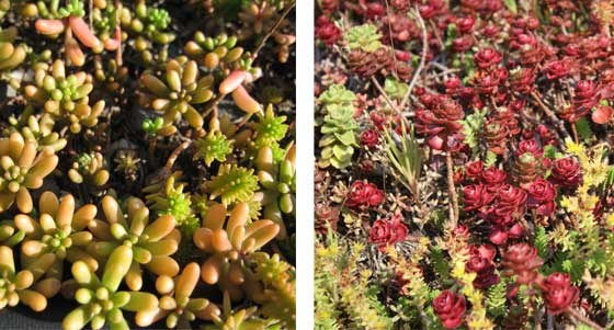 plants used for green roofs
