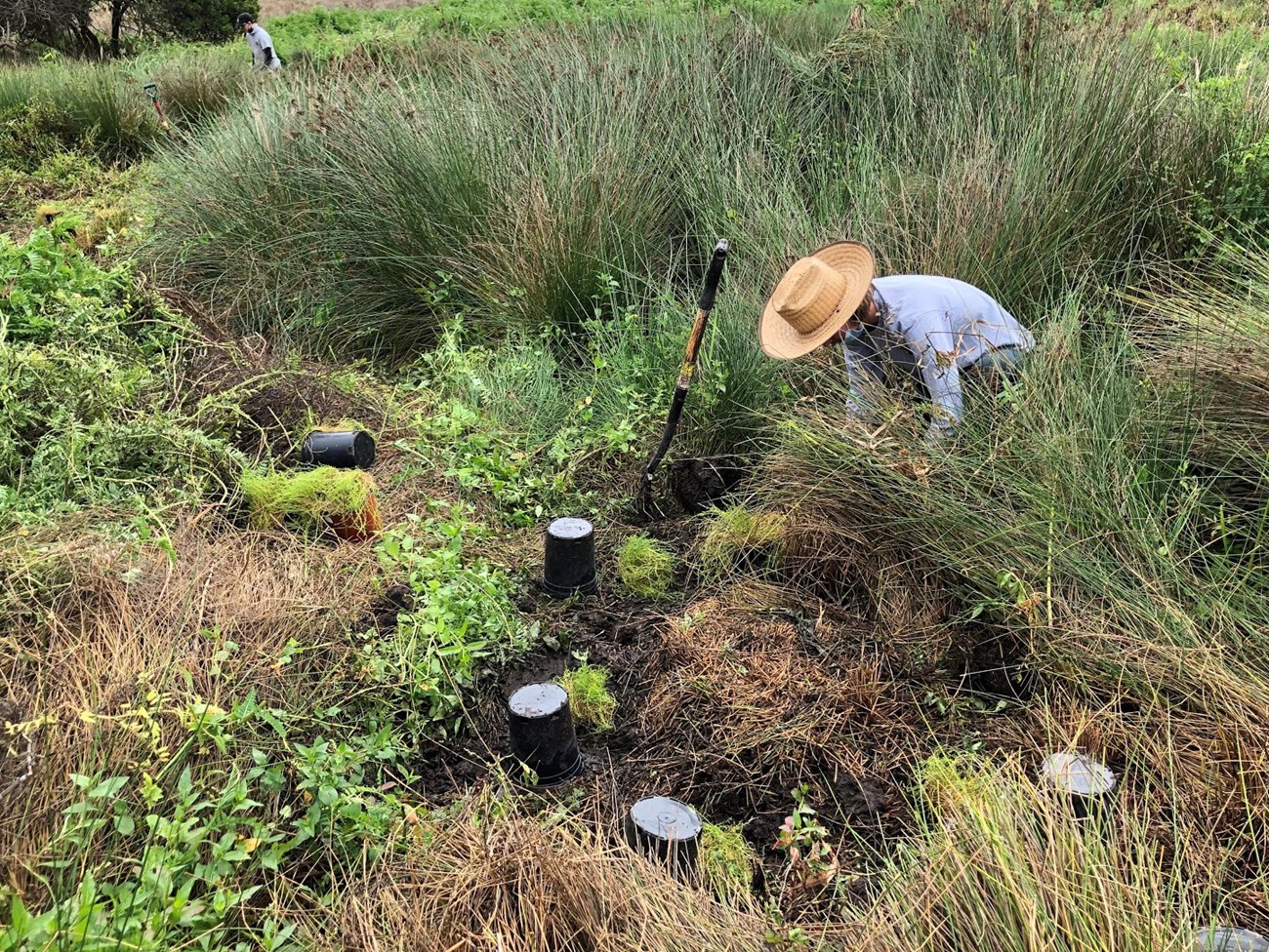 Planting marsh sandwort Several freshly planted marsh sandworts, and aperson crouching down to plant another among other wetland vegetation.