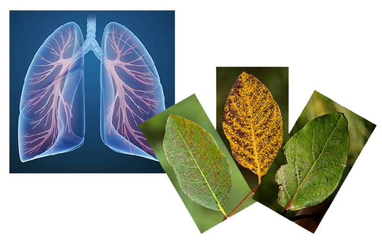 A graphic of human lungs on the left, three leaves in various stages of disease on the right.