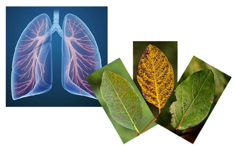Effects of Ozone A graphic of human lungs on the left, three leaves in various stages of disease on the right.