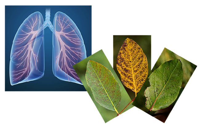 A graphic of human lungs on the left, three leaves in various stages of disease on the right.