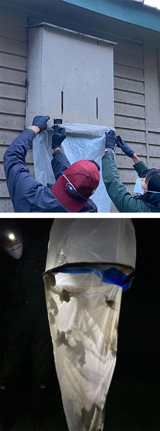 plastic tubing and sweep net Top photo of plastic bag fitted under a bat box and bottom photo of bats inside a net.