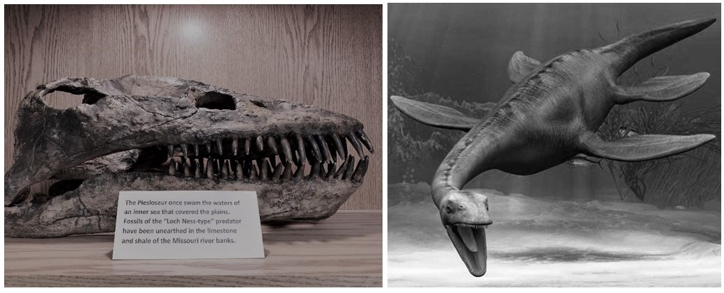 Fossilized Plesiosaur skull on display and illustration of what a Plesiosaur would have looked like in the water
