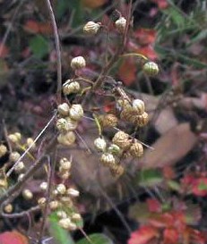 A cluster of small round whitish fruit with a papery cover extend from a leafless branch.