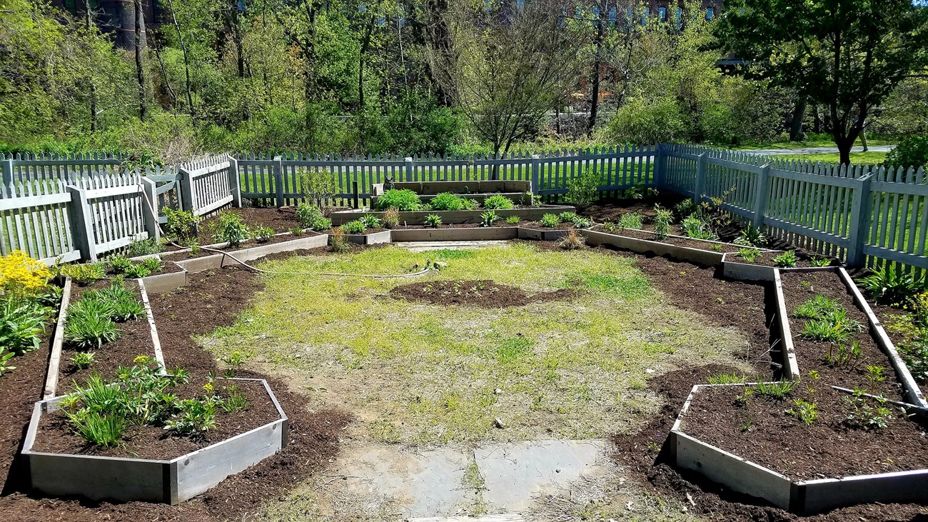 Kelly House Museum Native Pollinator Garden Horseshoe-shaped native plants garden made of wooden plant beds with small green plants growing