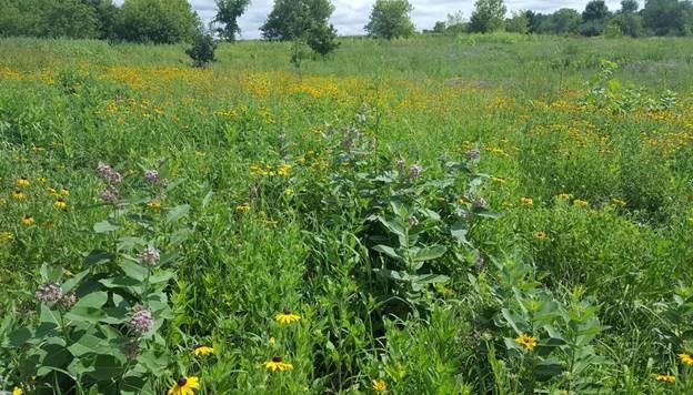 Native Pollinator Garden Green long grass and various multicolored wildflowers in verdant growth. Blue skies behind