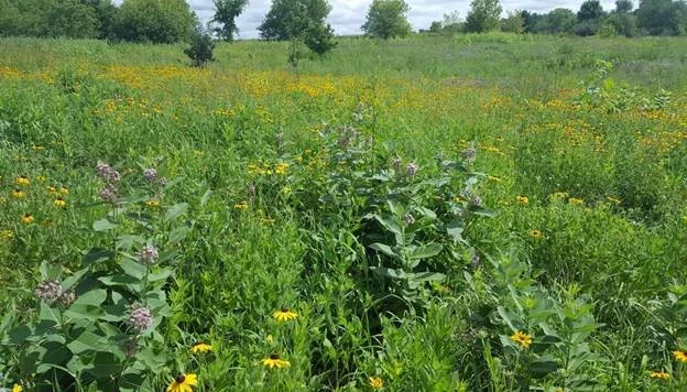 Native Pollinator Garden Green long grass and various multicolored wildflowers in verdant growth. Blue skies behind