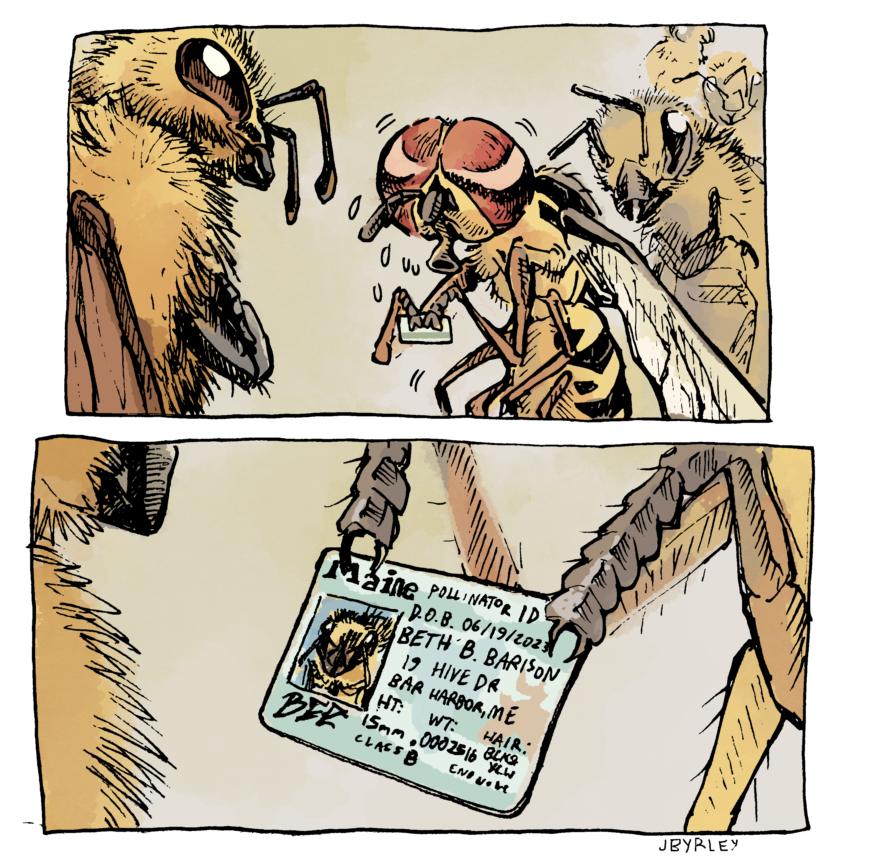An illustration of a hover fly holding up a fake ID designating it as a bee.