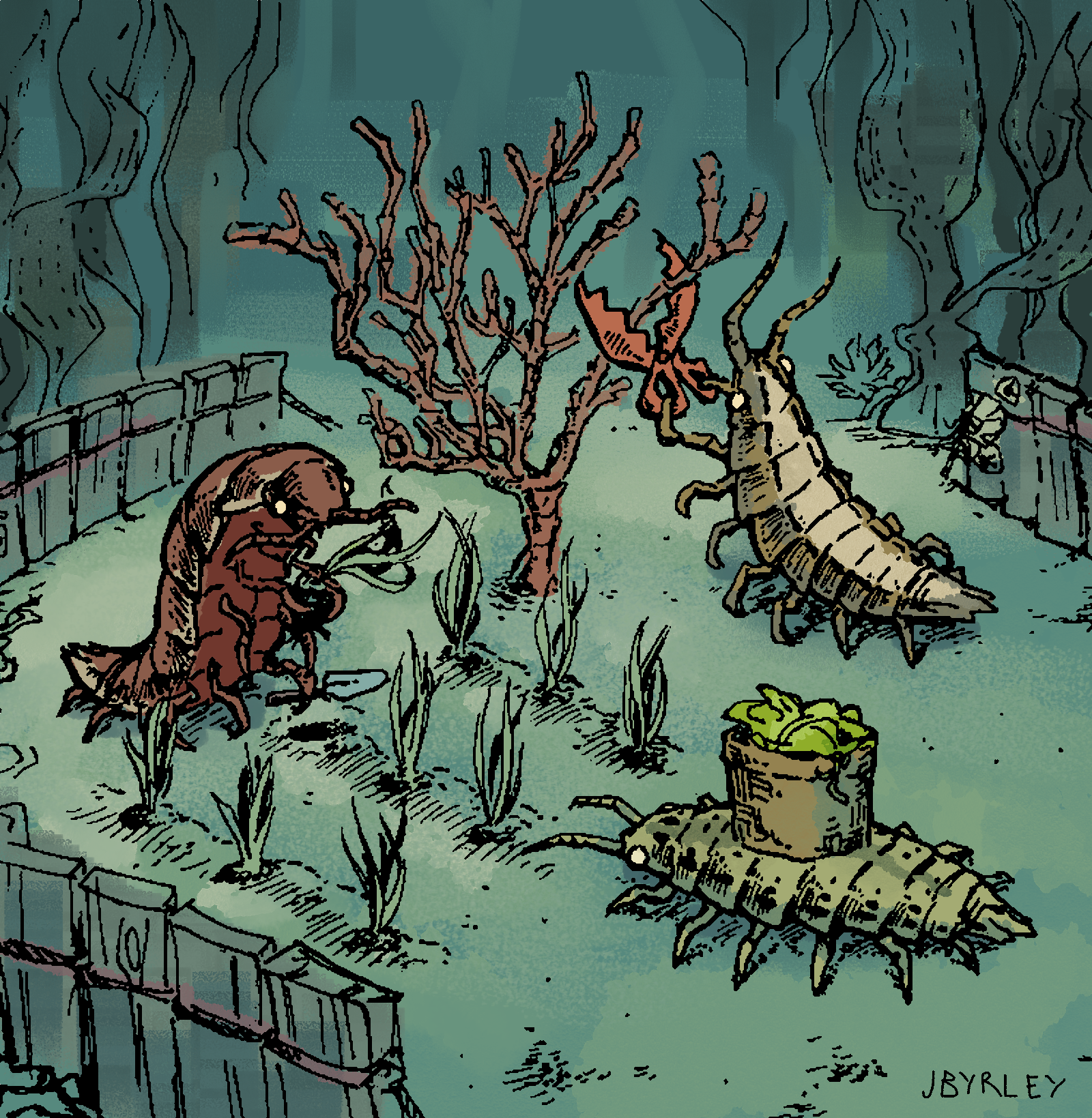 Isopods are aquatic crustaceans found throughout the north Atlantic. Three long-bodied crustaceans tend to an underwater garden.