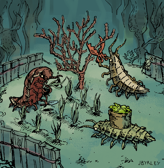 Baltic Isopod Three long-bodied crustaceans tend to an underwater garden.