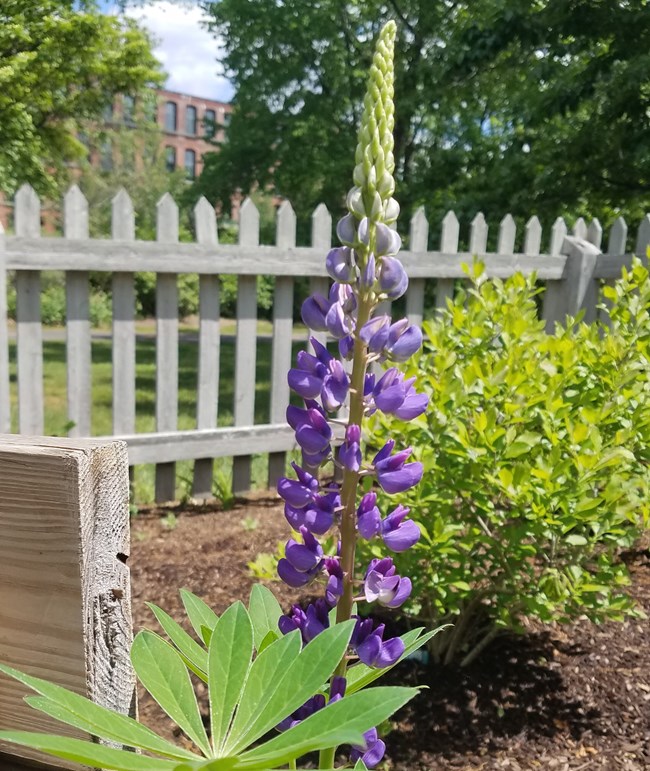 Kelly House Museum Native Pollinator Garden Blueish-purple bell-shaped flowers in mulched garden with white fence in rear