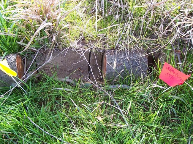Figure 22. An exposed root on Mound A, perpendicular to the slope, sampled for geomorphological analysis. Thick green ground cover grass lies around and among the sawn root segments, with longer dried grasses above.