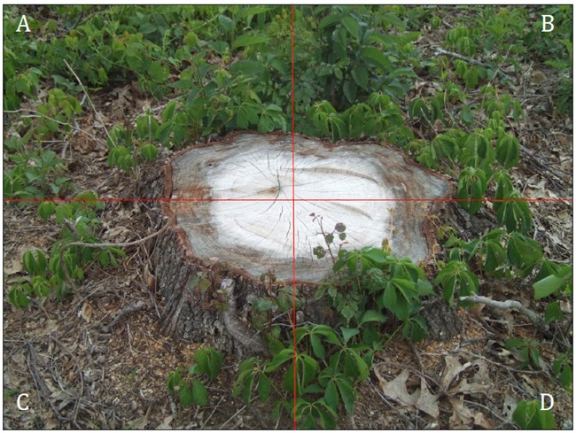 A quadrant graphic overlay of the exposed roots and stump of a tree, with A and B quadrants upslope and C and D quadrants downslope of the stump.