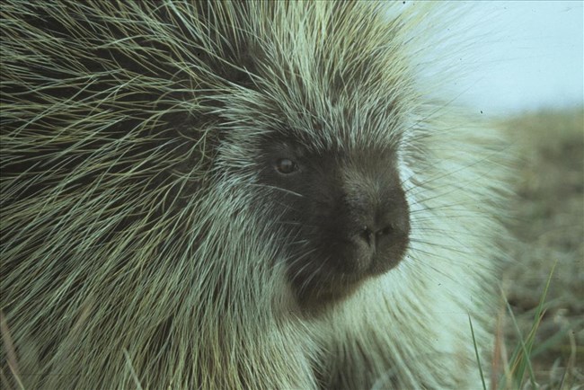 a close up of a porcupine face