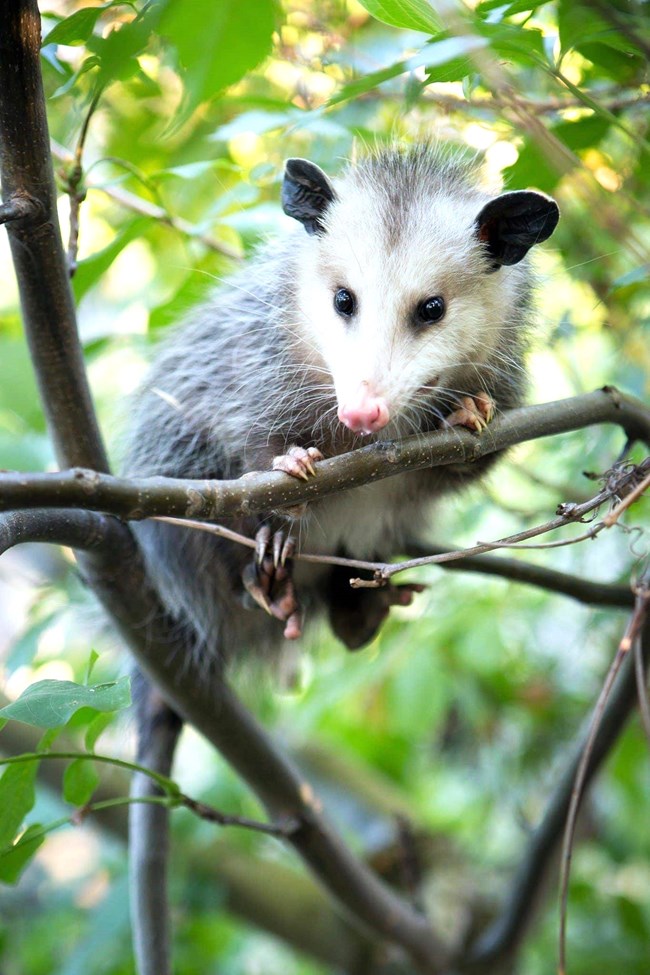 Small black and white animal in a tree