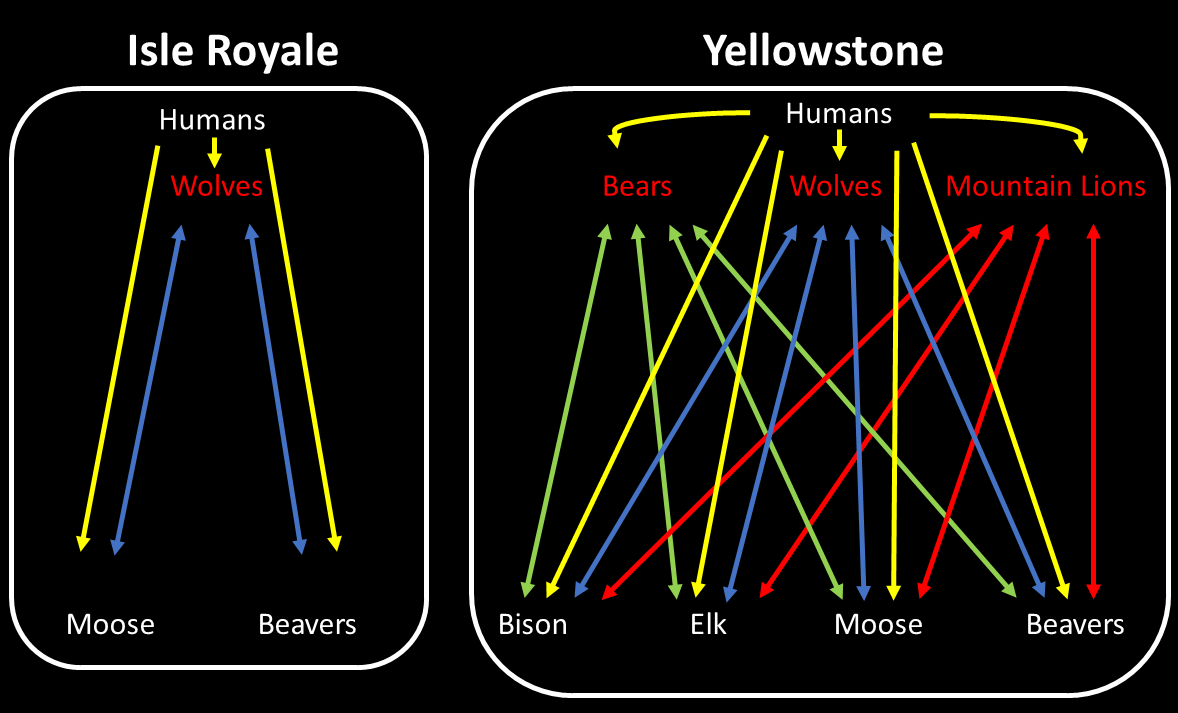 Ecosystem comparison of Isle Royale and Yellowstone National Parks. Isle Royale has a simpler ecosystem.
