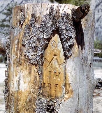 Tree engraved at Yellowstone