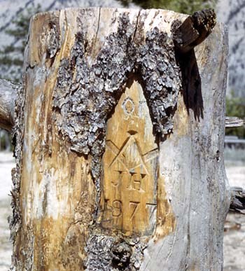 Tree at Yellowstone Tree engraved at Yellowstone