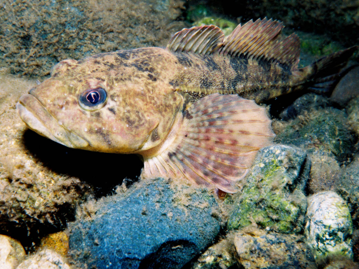 Fish with large head, large pectoral fins and mottled, brown, orange, and pale green colors.