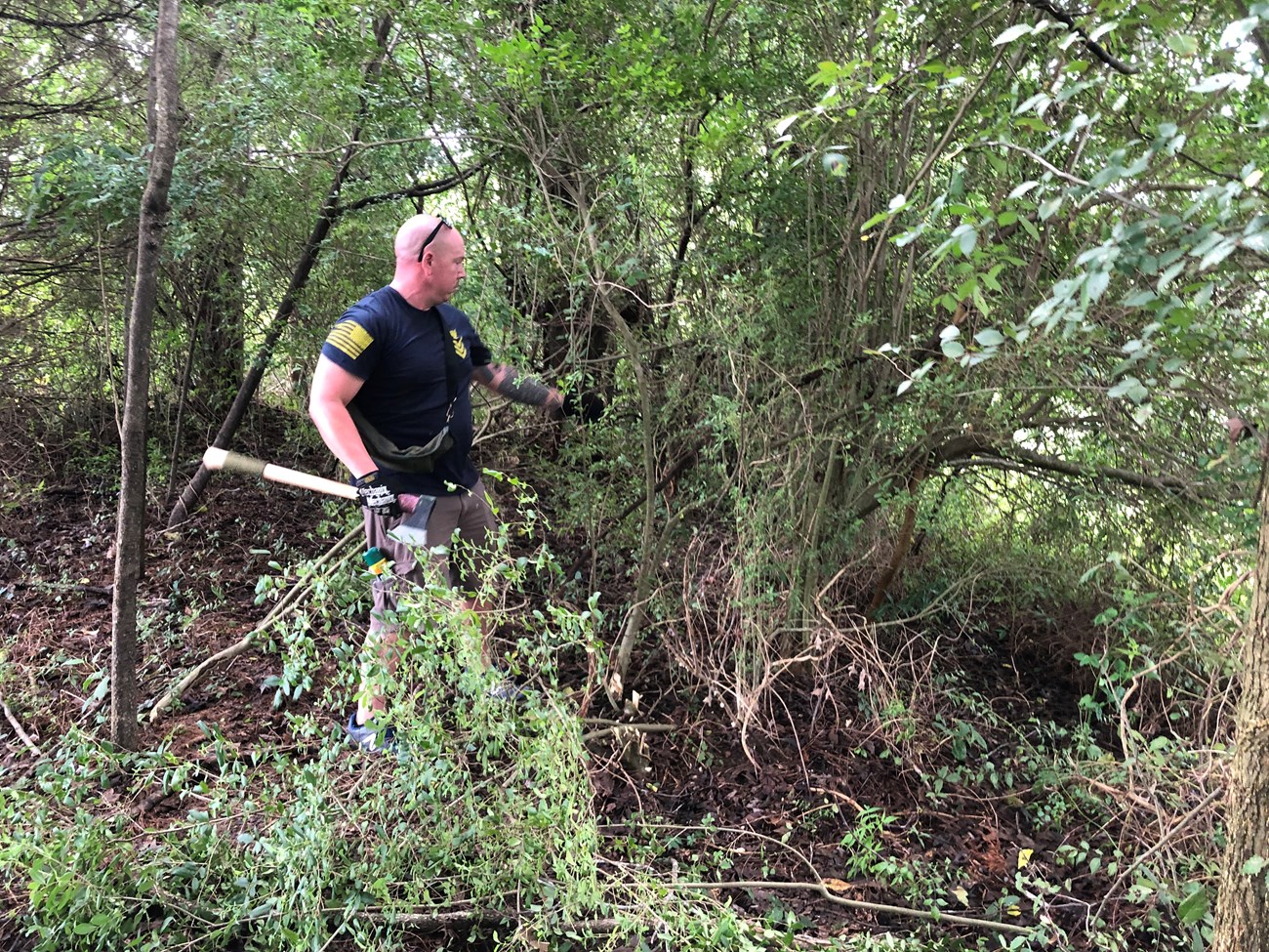 Sailor with invasive Chinese privet plant A man in U.S. Navy uniform stands next to a Chinese privet bush holding an axe. He is about to chop the bush down.