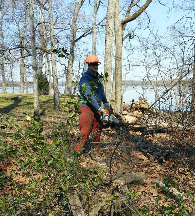 Problematic plant control at Arkansas Post National Memorial A person holding a chainsaw next to a cut up tree