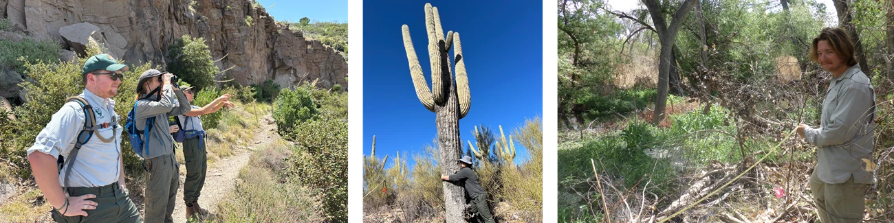 Justin A compilation of three images of a man working in the field. Left: he stares into the distance with two other biologists. Middle: He hugs a saguaro cactus. Right: He sets up a plot boundary for monitoring vegetation.