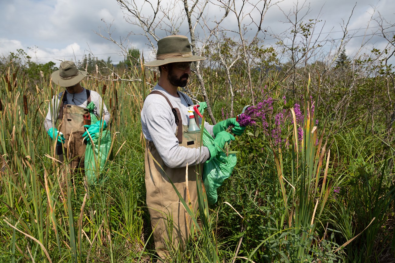 purple_loosestrife_management_nps_photo Two men with hats, waders, and gloves stand in shoulder-high dense vegetation. One is cutting a plant with purple flowers.
