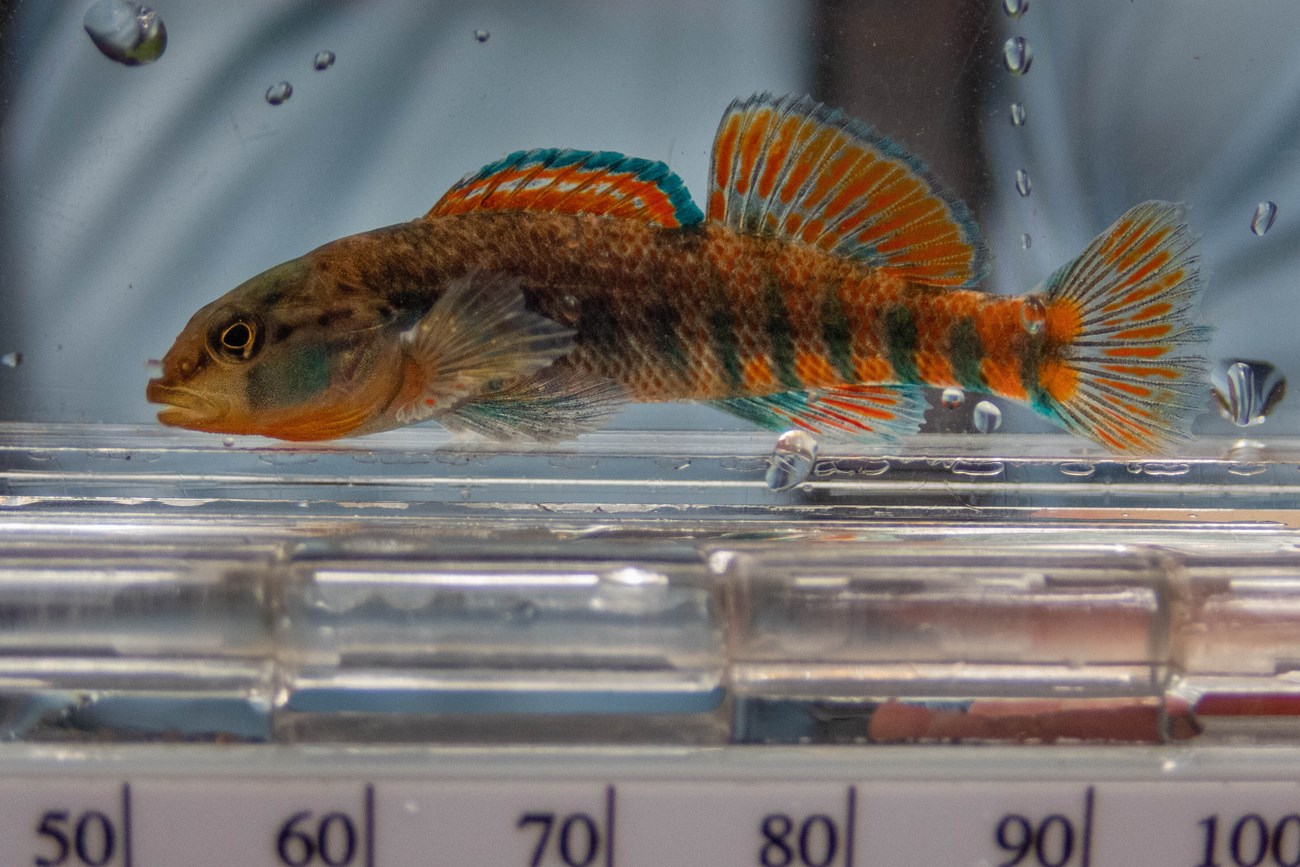 A multicolored fish with tall and serrated fins in an aquarium.