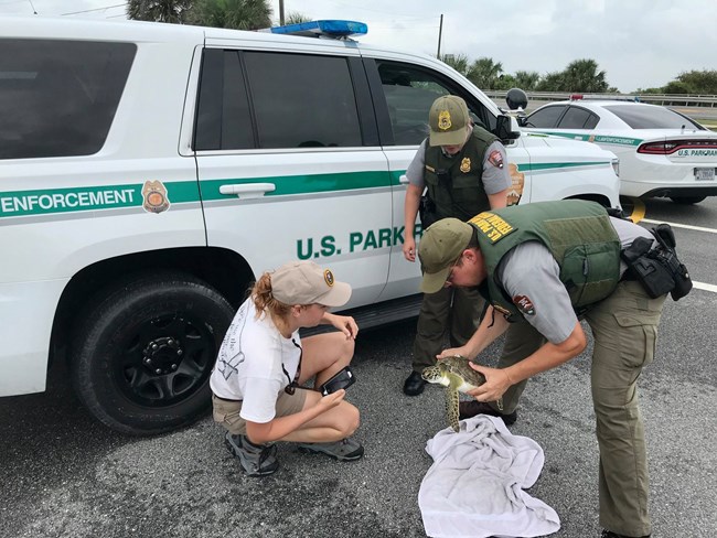 Three rangers helping a sea turtle near the parking lot.