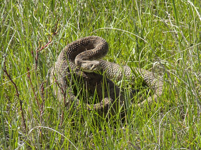 Rattlesnake coiled in the grass.